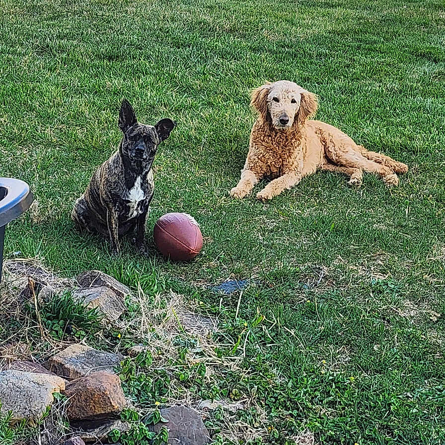 Raven is registered to the contest to win money with this photo: animal, black_dog, brown_dog, canine, dog, fence, field, football, grass, nature, outdoor, park, pet, play, relaxing, rural, summer, sunlight, tree, yard