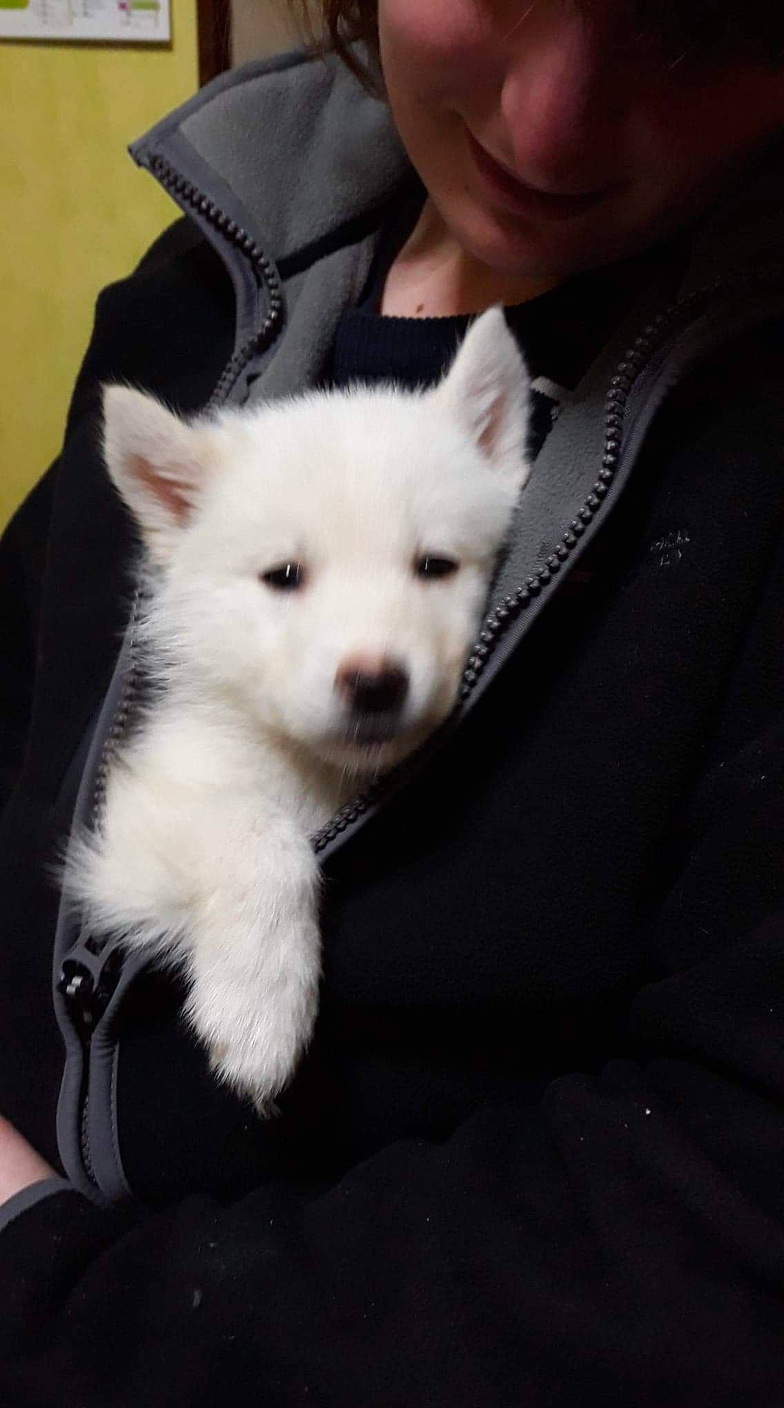 Koda a rejoint le concours — aidez-le/la à gagner de superbes lots ! akita, berger_blanc_suisse, canidae, carnivore, companion_dog, dog, dog_breed, ear, japanese_spitz, kintamani, kishu, korean_jindo_dog, mammal, non_sporting_group, nose, puppy, rare_breed_dog, samoyed, skin, vertebrate