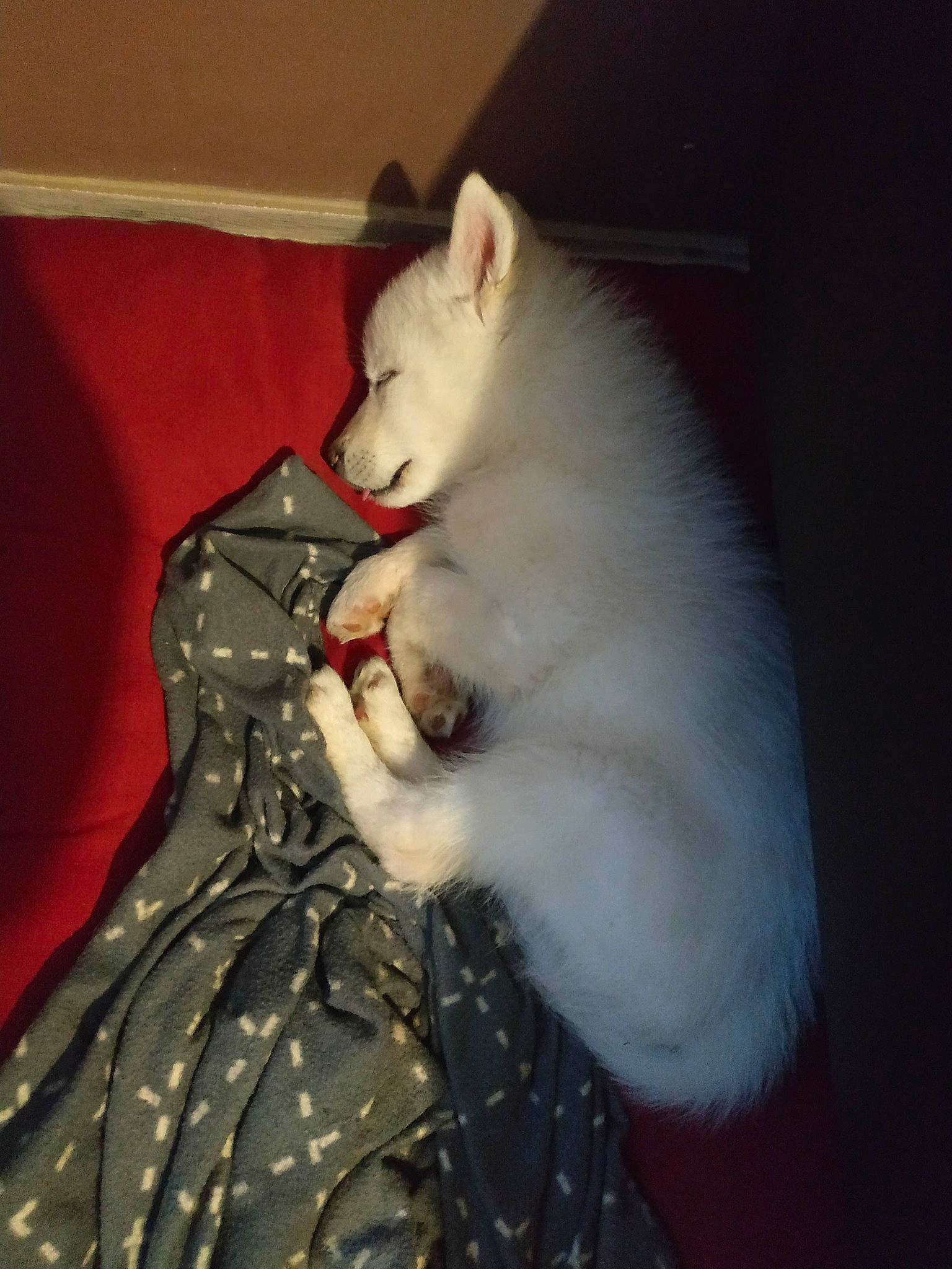 Koda participe au concours pour gagner de l'argent avec cette photo : burmilla, canidae, carnivore, cat, felidae, fur, kitten, nose, small_to_medium_sized_cats, tail, turkish_angora, turkish_van, whiskers, white