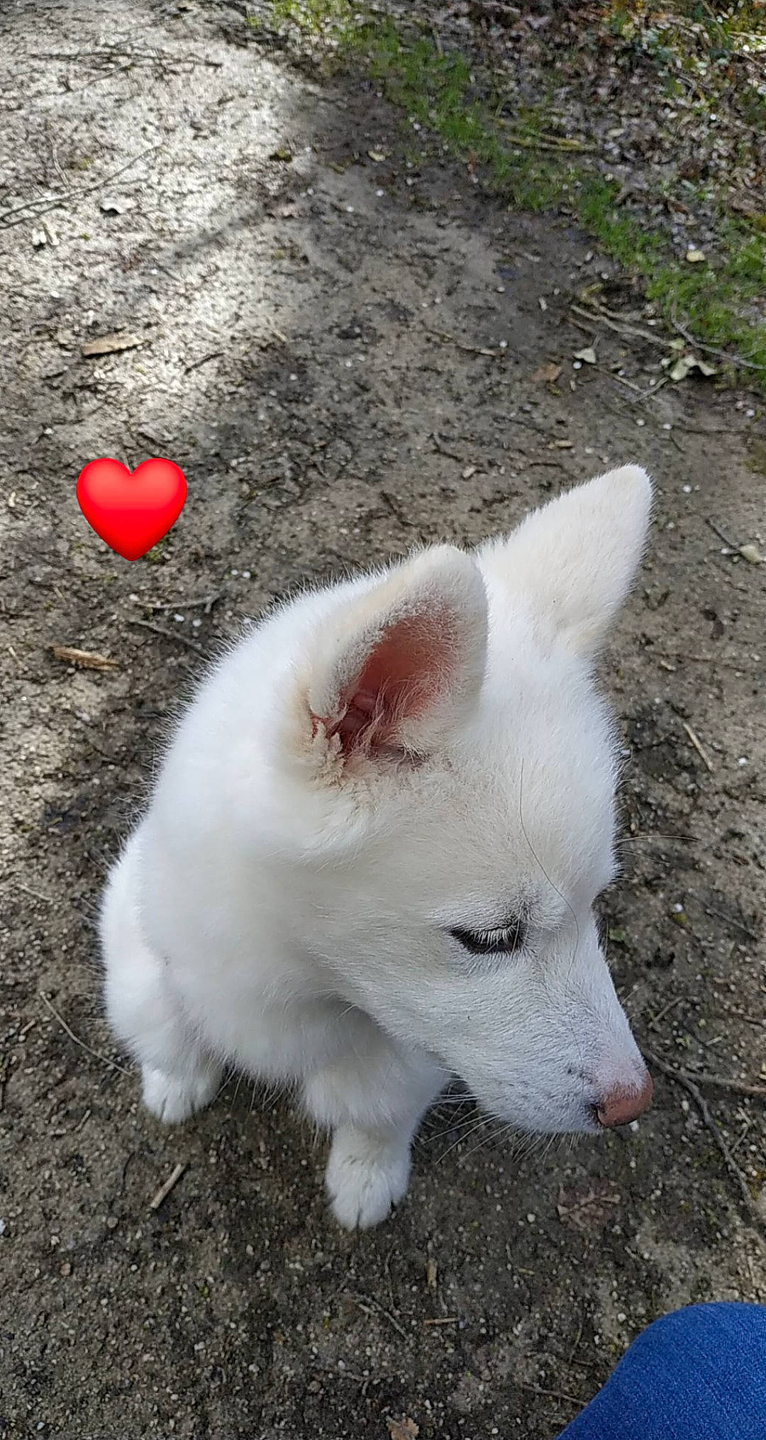 Koda participe au concours pour gagner de l'argent avec cette photo : akita, american_eskimo_dog, berger_blanc_suisse, canidae, carnivore, dog, dog_breed, indian_spitz, kintamani, kishu, korean_jindo_dog, mammal, pungsan_dog, vertebrate, volpino_italiano, white_shepherd