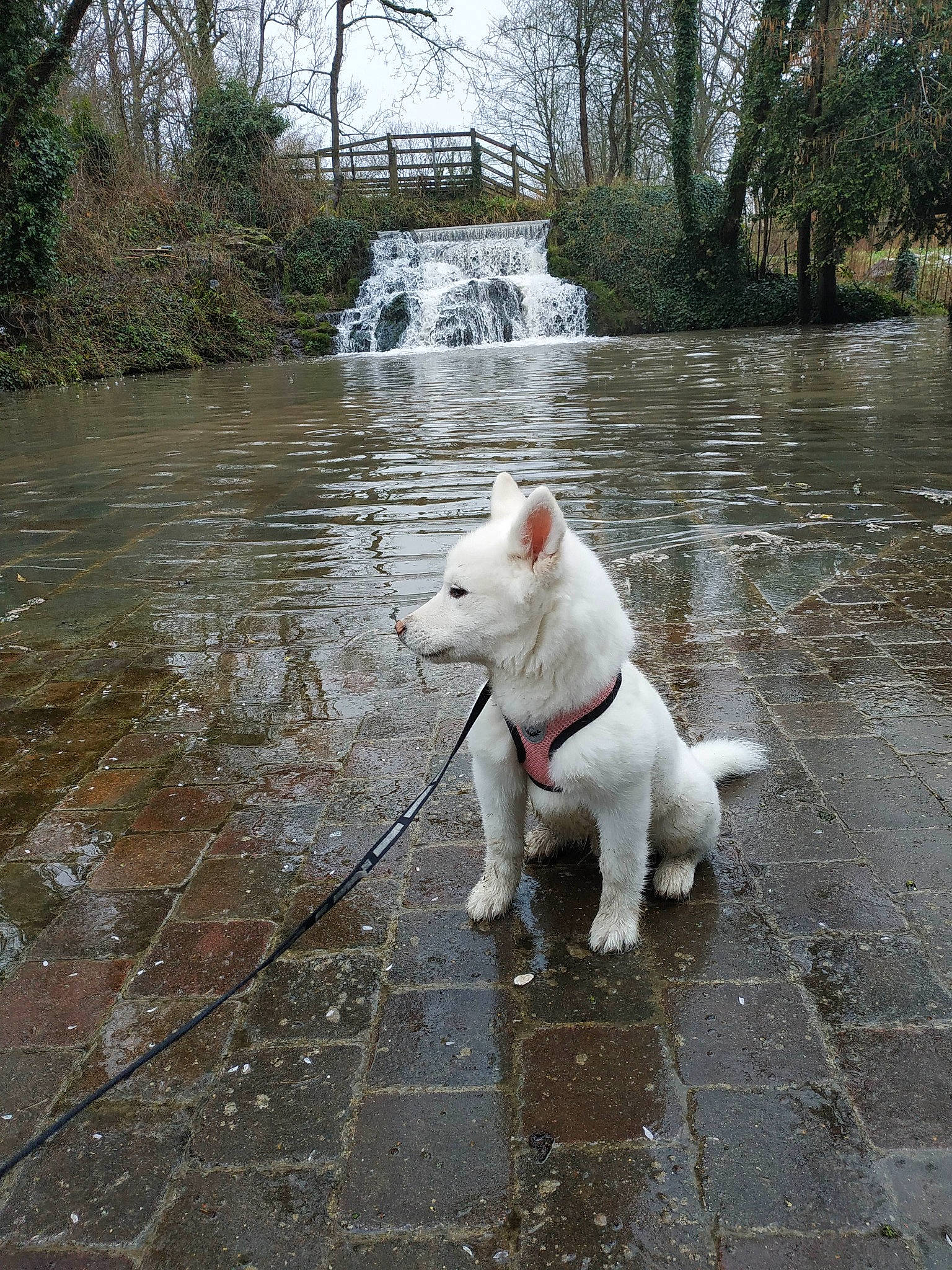 Koda participe au concours pour gagner de l'argent avec cette photo : canidae, carnivore, companion_dog, dog, dog_breed, dogo_argentino, mammal, non_sporting_group, pungsan_dog, sporting_group, vertebrate, water, white_shepherd