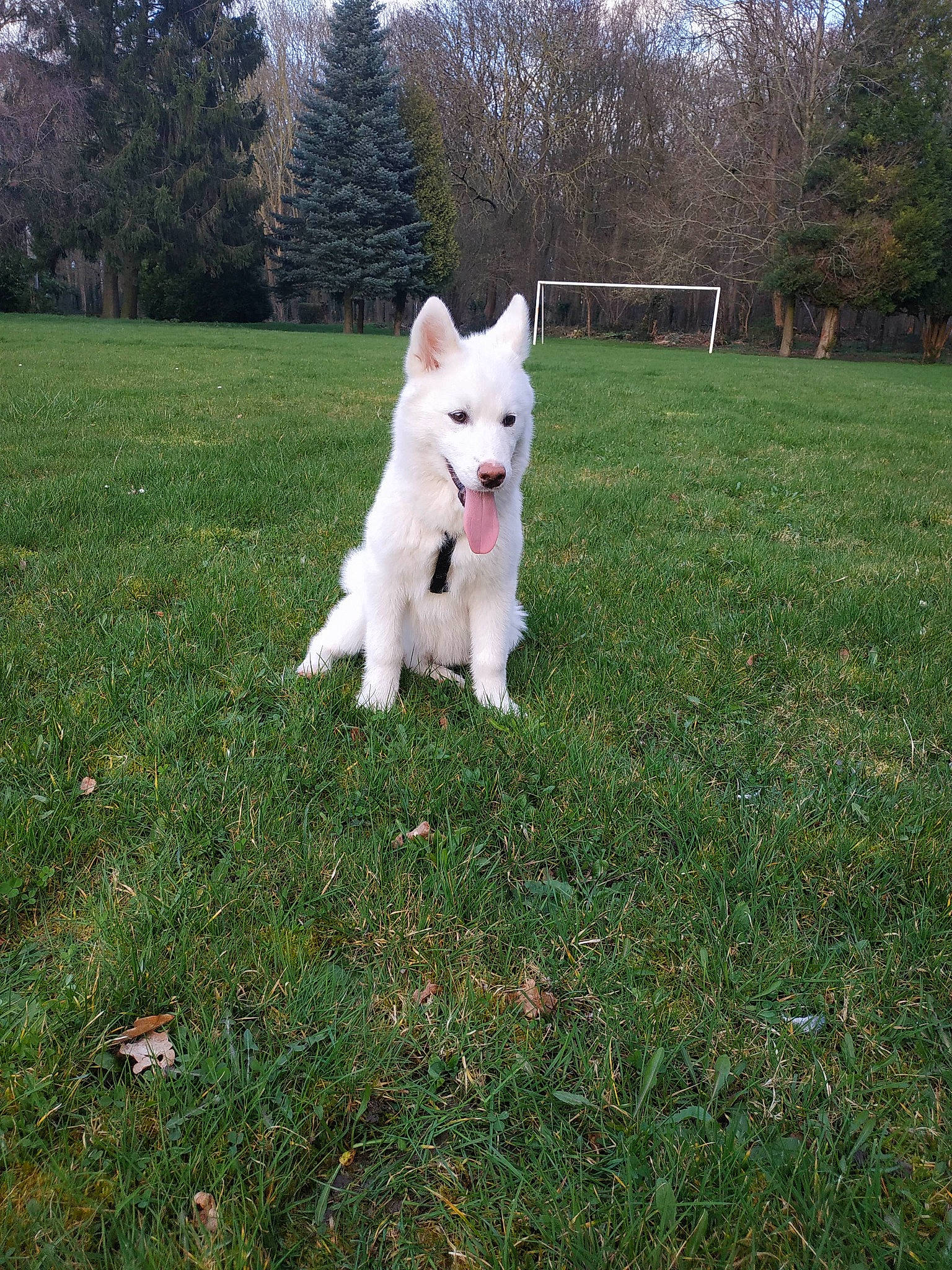 Koda a rejoint le concours — aidez-le/la à gagner de superbes lots ! berger_blanc_suisse, canidae, carnivore, companion_dog, dog, dog_breed, grass, herding_dog, kintamani, kishu, mammal, pungsan_dog, samoyed, tail, vertebrate, white_shepherd, working_dog