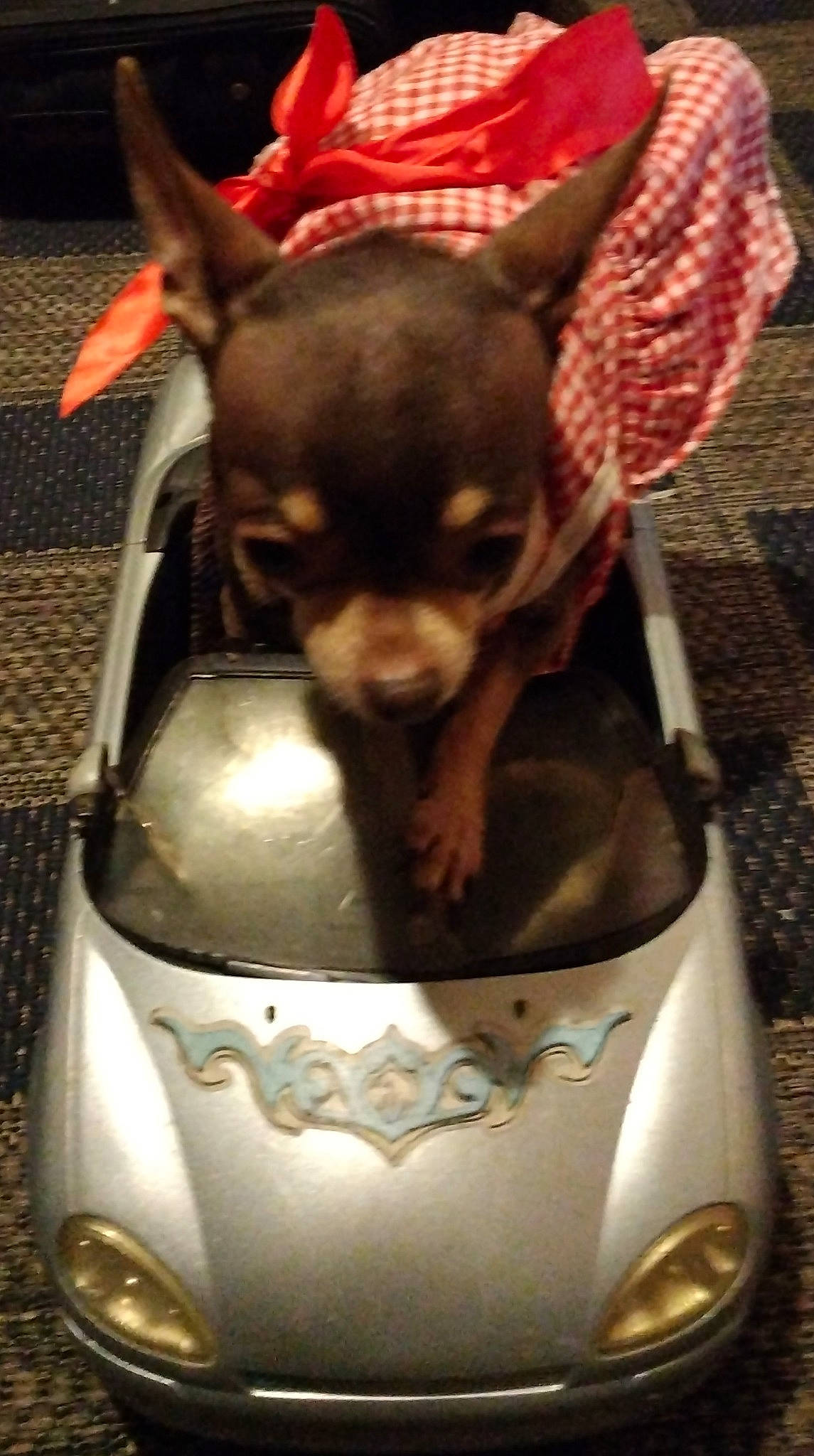 Sissy joined the competition — help win amazing prizes! automotive_lighting, carmine, carnivore, chihuahua, companion_dog, corgi_chihuahua, dog, dog_breed, drink, fawn, fictional_character, glass_bottle, head, personal_protective_equipment, prazsky_krysarik, russkiy_toy, snout, toy_dog, whiskers, working_animal