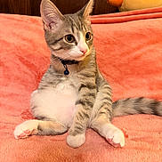Luffy is registered to the contest to win money with this photo: kitten, cat, pet, animal, feline, tabby, gray_and_white, collar, bell, plush_toy, duck, blanket, soft_texture, indoor, wooden_background, cute, sitting, relaxed, curious, young