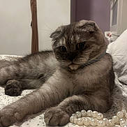 Oly participe au concours pour gagner de l'argent avec cette photo : animal, bed, bedspread, cat, closeup, collar, curious, cute, domestic_cat, feline, fur, gray_cat, indoor, jewelry, paws, pearls, pet, resting, scottish_fold, whiskers