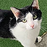 Kirua a rejoint le concours — aidez-le/la à gagner de superbes lots ! cat, black_and_white, green_eyes, whiskers, pink_nose, artificial_grass, outdoor, pet, animal, curious, feline, cute, close_up, looking_up, mammal, domestic, fur, ears, paws, playful
