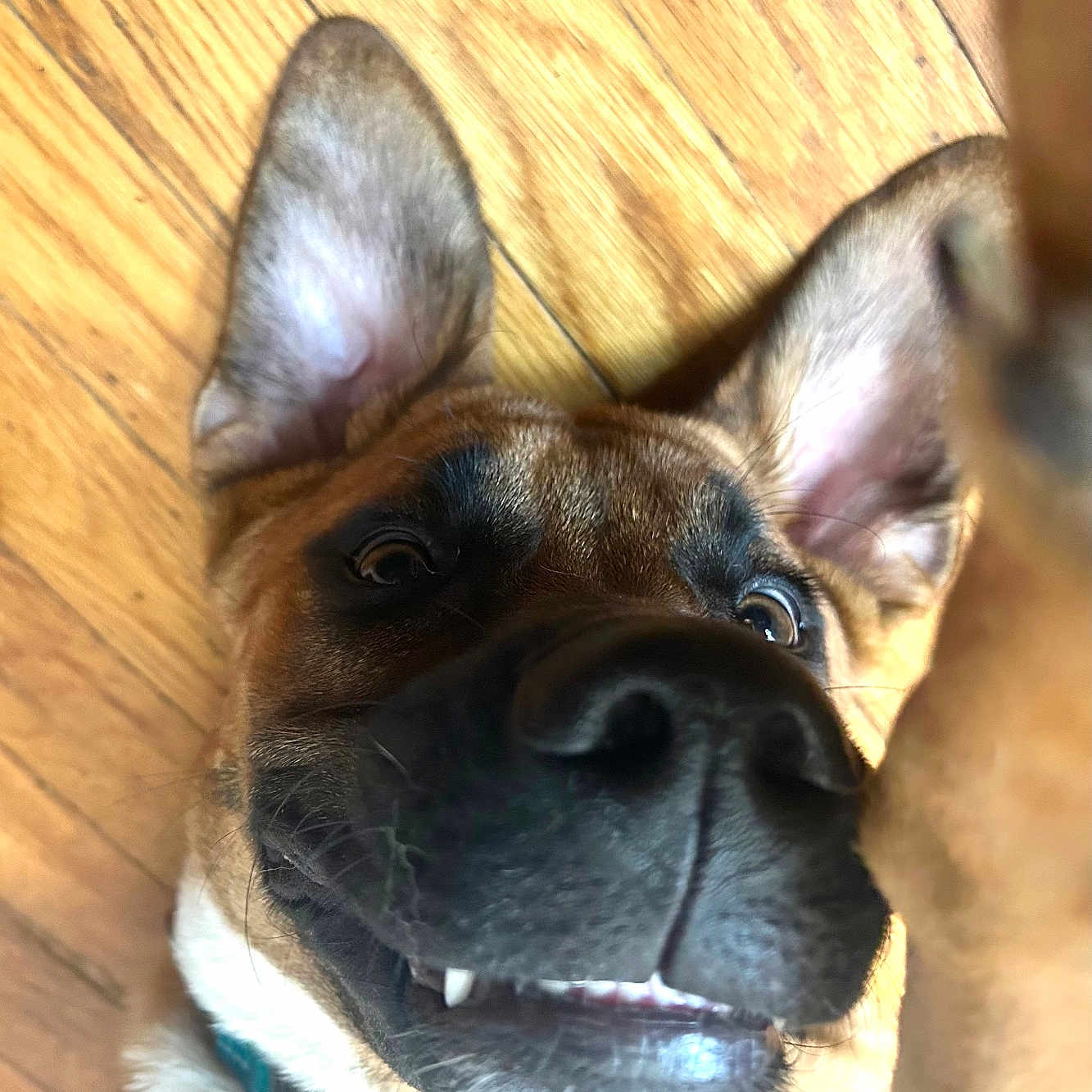 Riggs is registered to the contest to win money with this photo: animal, ball, bodypart, boxer, bulldog, canine, dog, frenchbulldog, germanshepherd, hardwood, hound, husky, indoors, interiordesign, mouth, person, pet, puppy, snout, wood