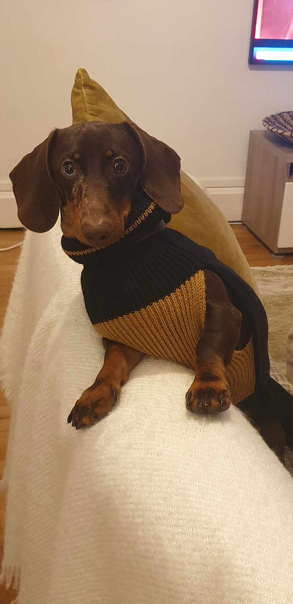 Volt participe au concours pour gagner de l'argent avec cette photo : dog, dachshund, pet, indoors, blanket, sweater, brown, black, fur, ears, paws, floor, furniture, television, cushion, wooden_floor, relaxed, cozy, home, cute
