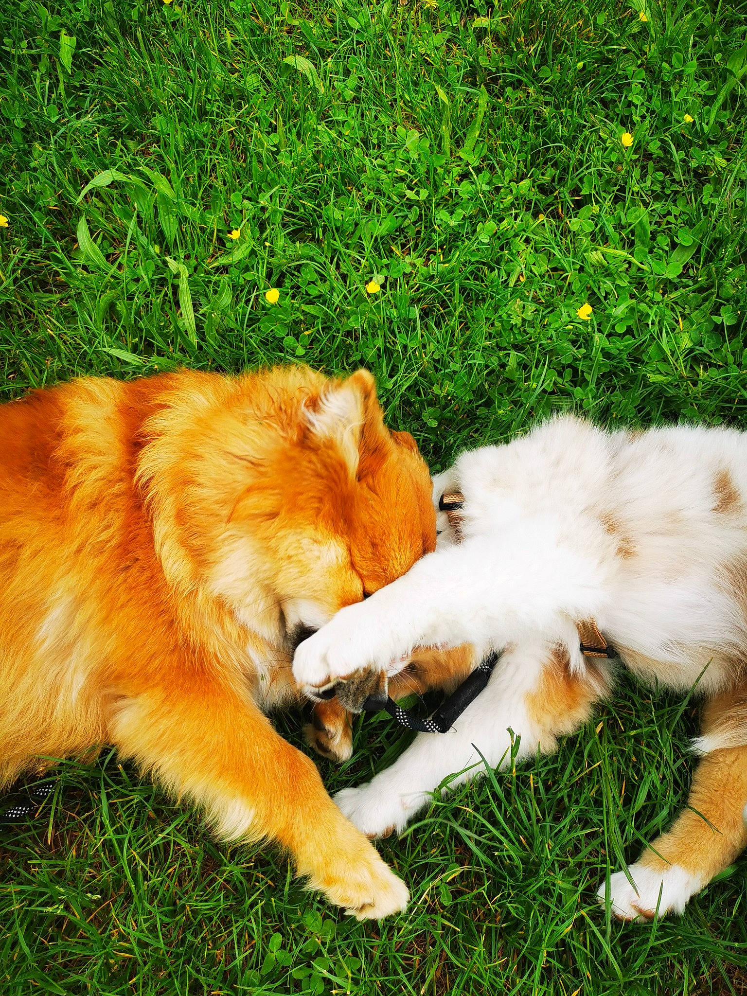 Tÿa participe au concours pour gagner de l'argent avec cette photo : canidae, carnivore, companion_dog, dog, dog_breed, fawn, fur, grass, herding_dog, paw, plant, rough_collie, snout, sporting_group, tail, terrestrial_animal, whiskers, wildlife, working_dog