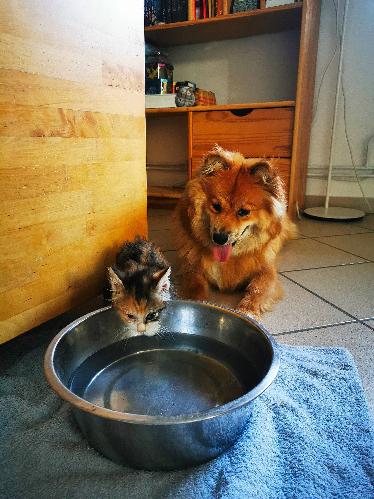 Tÿa a rejoint le concours — aidez-le/la à gagner de superbes lots ! animal_feed, bookcase, carnivore, cat_food, cat_supply, companion_dog, dog, dog_breed, dog_supply, fawn, felidae, flooring, pet_food, pet_supply, shelf, small_animal_food, small_to_medium_sized_cats, spitz, whiskers, wood