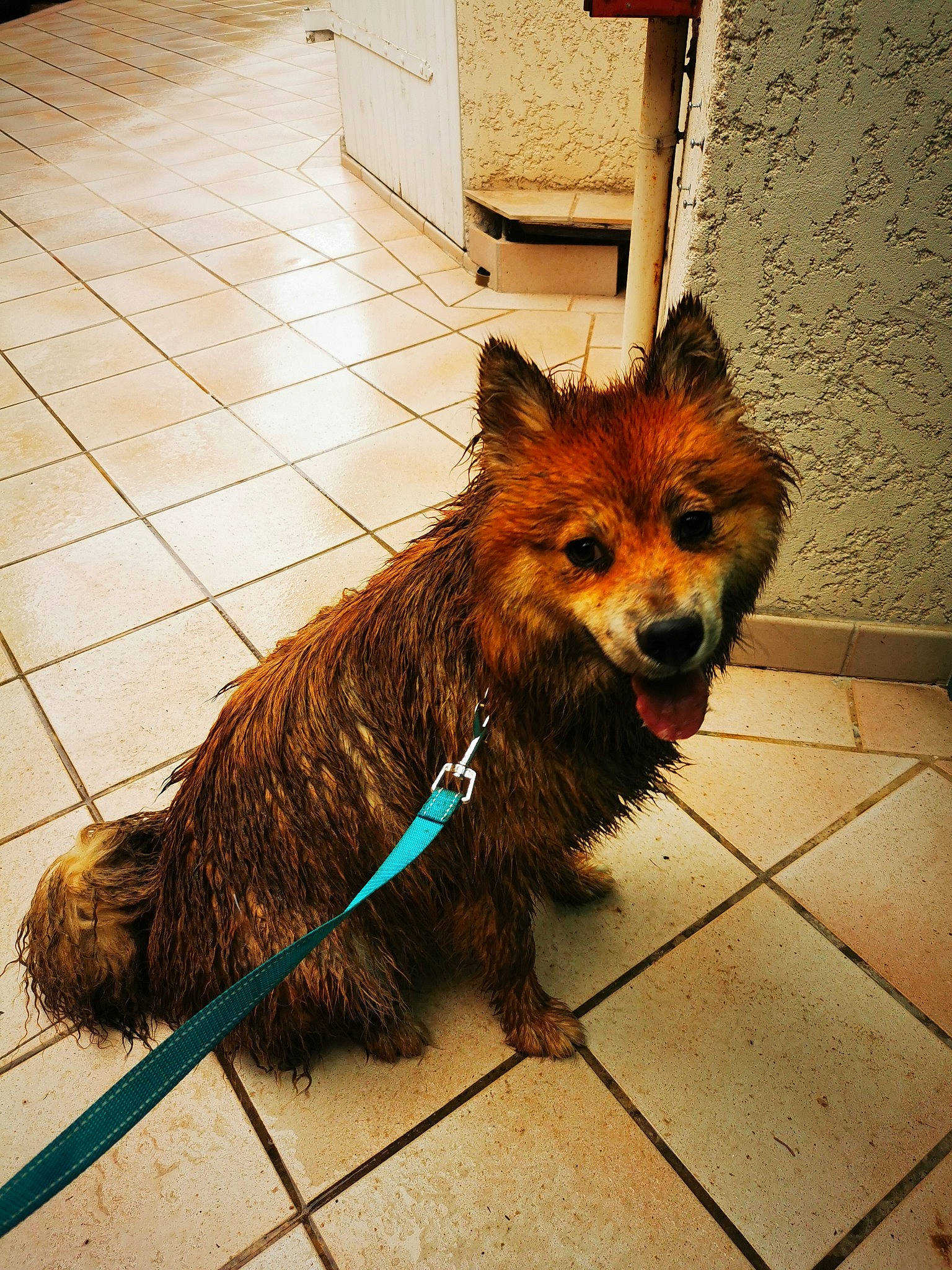 Tÿa a rejoint le concours — aidez-le/la à gagner de superbes lots ! carnivore, collar, companion_dog, dog, dog_breed, dog_collar, dog_supply, fashion_accessory, fawn, flooring, fur, leash, liver, pet_supply, road_surface, sidewalk, snout, sporting_group, tail, working_animal