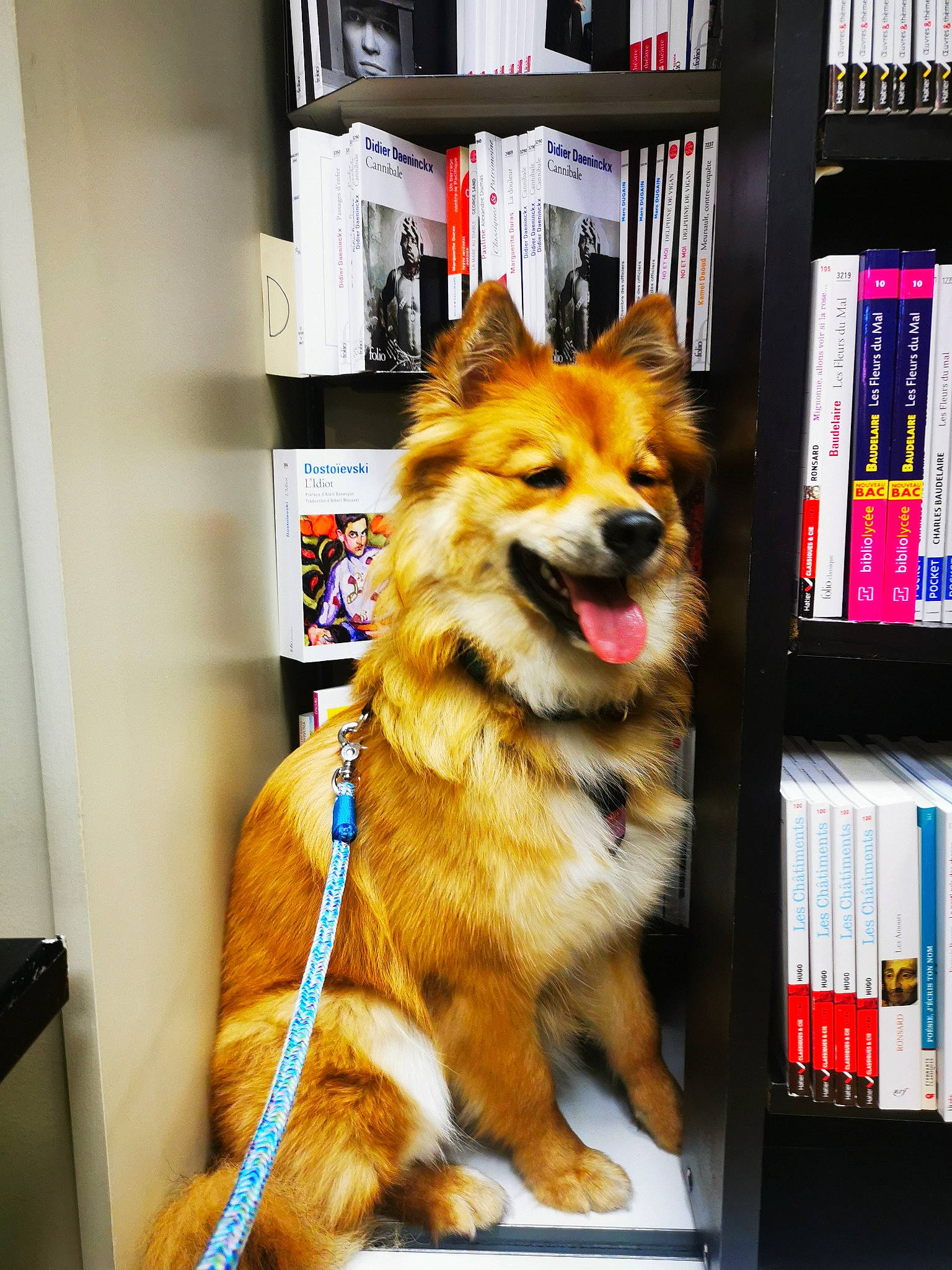 Tÿa a rejoint le concours — aidez-le/la à gagner de superbes lots ! book, bookcase, canidae, carnivore, collar, companion_dog, dog, dog_breed, dog_supply, door, fur, herding_dog, leash, pet_supply, publication, shelf, shelving, snout, sporting_group, working_dog