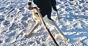 Jasper is registered to the contest to win money with this photo: dog, black_and_white, snow, stick, playful, outdoors, fence, animal, winter, canine, pet, happy, active, nature, daylight, fur, paw_prints, play, excited, background