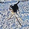 dog, black_and_white, snow, stick, playful, outdoors, fence, animal, winter, canine, pet, happy, active, nature, daylight, fur, paw_prints, play, excited, background