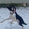 dog, black_and_white, snow, playful, leaping, outdoor, yard, house, winter, pet, animal, excited, collar, grass, snowball, jumping, nature, canine, fun, active