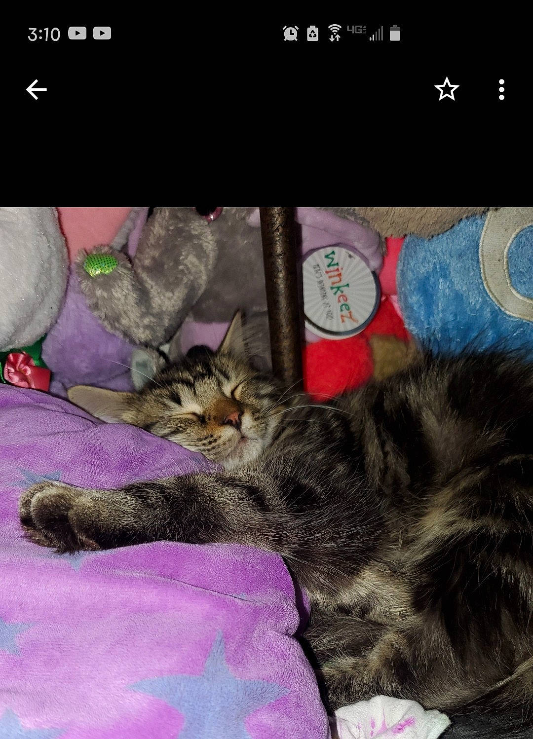 Tabby joined the competition — help win amazing prizes! asian, california_spangled, carnivore, cat, domestic_short_haired_cat, dragon_li, european_shorthair, felidae, fur, kitten, norwegian_forest_cat, organism, photo_caption, photography, pixie_bob, sky, small_to_medium_sized_cats, tabby_cat, whiskers, wild_cat