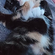 Twoface is registered to the contest to win money with this photo: animal, blanket, calico_cat, cat, closeup, cozy, curious, cute, domestic_cat, feline, fur, indoor, lying_down, paw, pet, playful, relaxed, resting, soft, whiskers