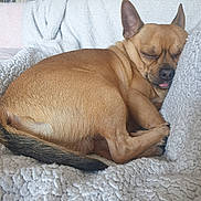 Milo a rejoint le concours — aidez-le/la à gagner de superbes lots ! dog, sleeping, brown_dog, curled_up, blanket, couch, pet, paws, tail, ears, tongue, snout, fur, indoor, cozy, resting, close_up, domestic, small_dog, living_room