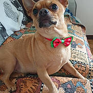 Milo a rejoint le concours — aidez-le/la à gagner de superbes lots ! accessories, animal, bed, bowtie, bulldog, canine, chihuahua, couch, cushion, dog, formalwear, frenchbulldog, furniture, homedecor, hound, indoors, linen, pet, puppy, tie
