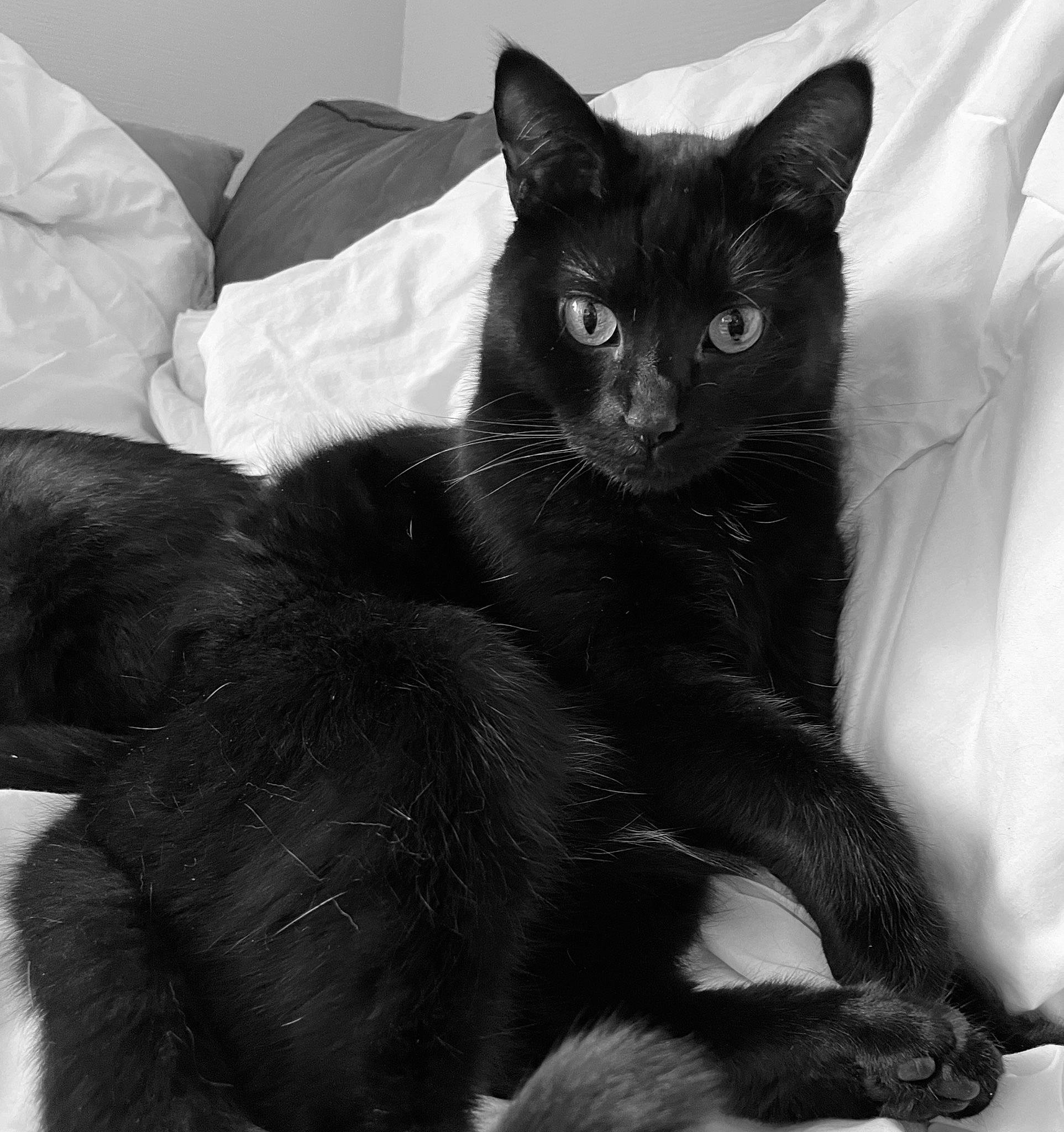 Paco participe au concours pour gagner de l'argent avec cette photo : black_cat, carnivore, cat, claw, comfort, domestic_short_haired_cat, ear, eye, felidae, fur, grey, iris, monochrome, monochrome_photography, paw, small_to_medium_sized_cats, snout, tail, whiskers, white