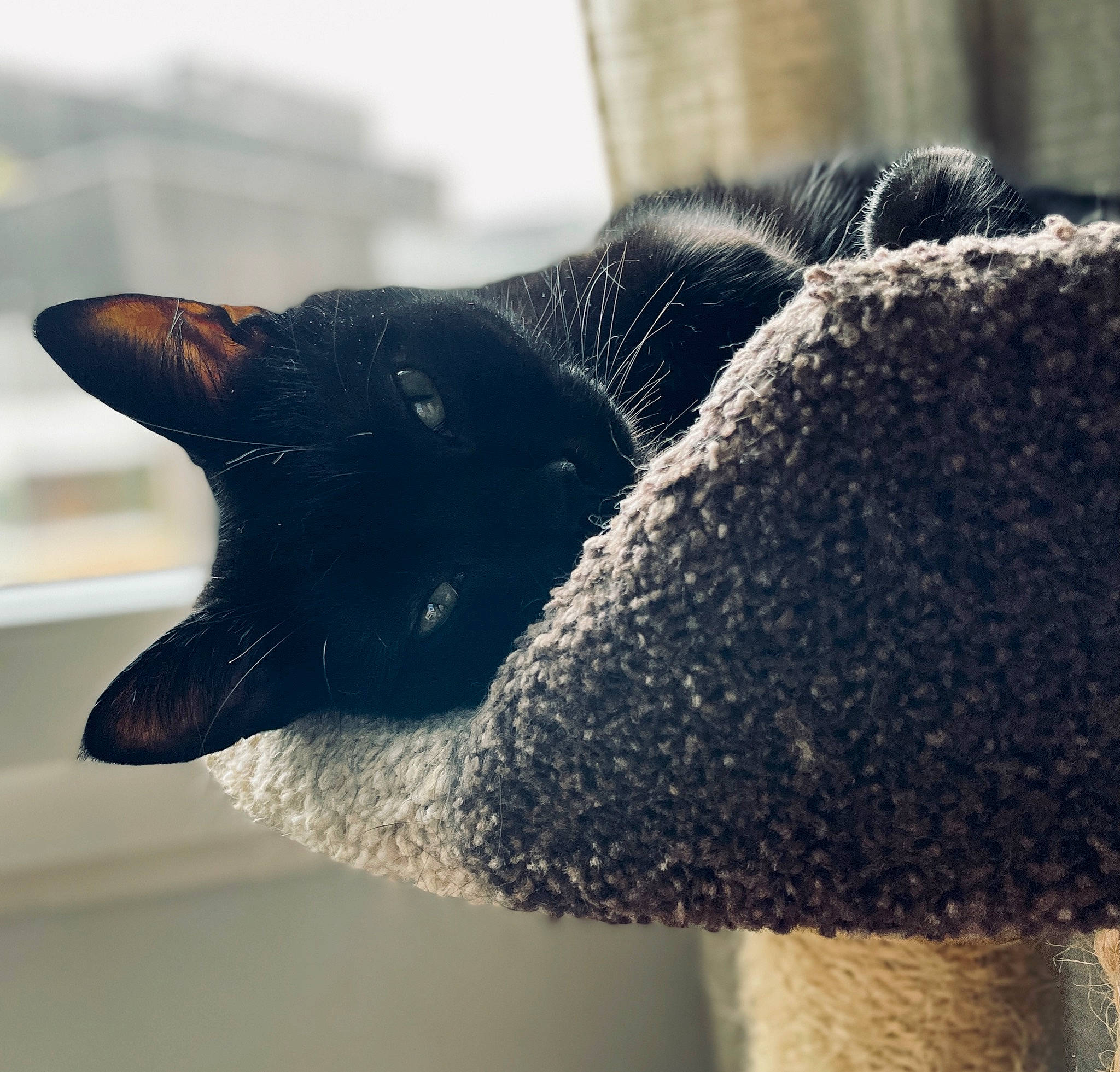 Paco participe au concours pour gagner de l'argent avec cette photo : bombay, cap, carnivore, cat, close_up, comfort, domestic_short_haired_cat, felidae, fur, grey, hat, mammal, monochrome_photography, plant, small_to_medium_sized_cats, snout, tail, vertebrate, whiskers, window