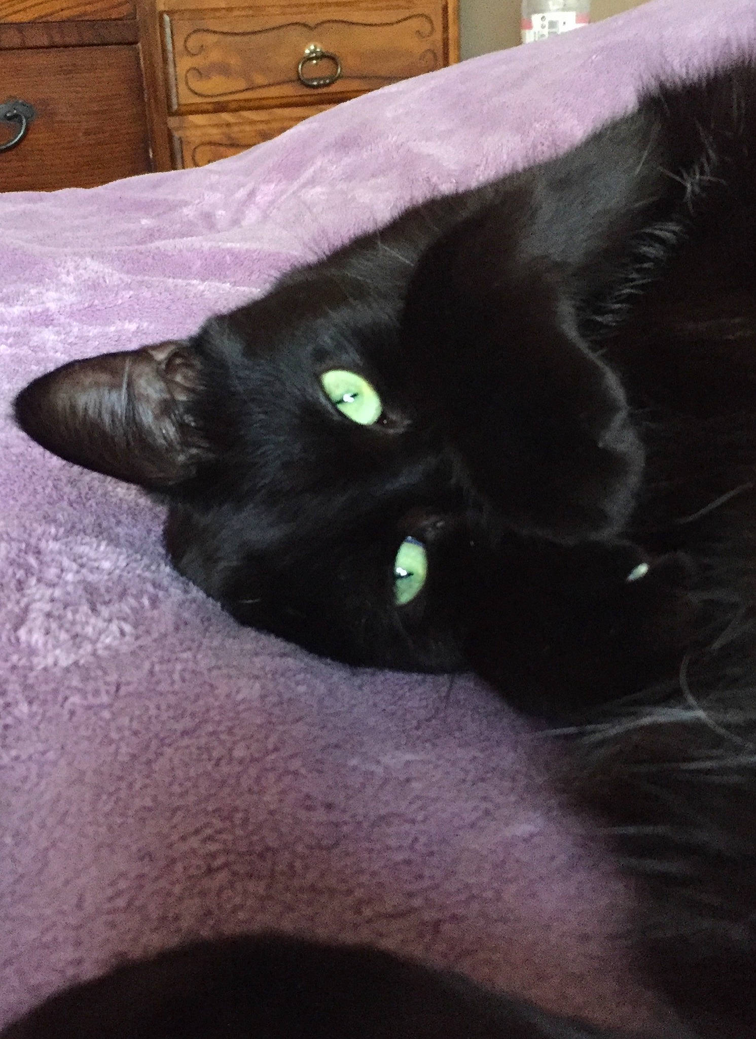 Paco a rejoint le concours — aidez-le/la à gagner de superbes lots ! black_cat, bombay, cabinetry, carnivore, cat, chest, chest_of_drawers, comfort, cupboard, domestic_short_haired_cat, drawer, felidae, fur, hardwood, small_to_medium_sized_cats, snout, tail, whiskers, wood, wood_stain