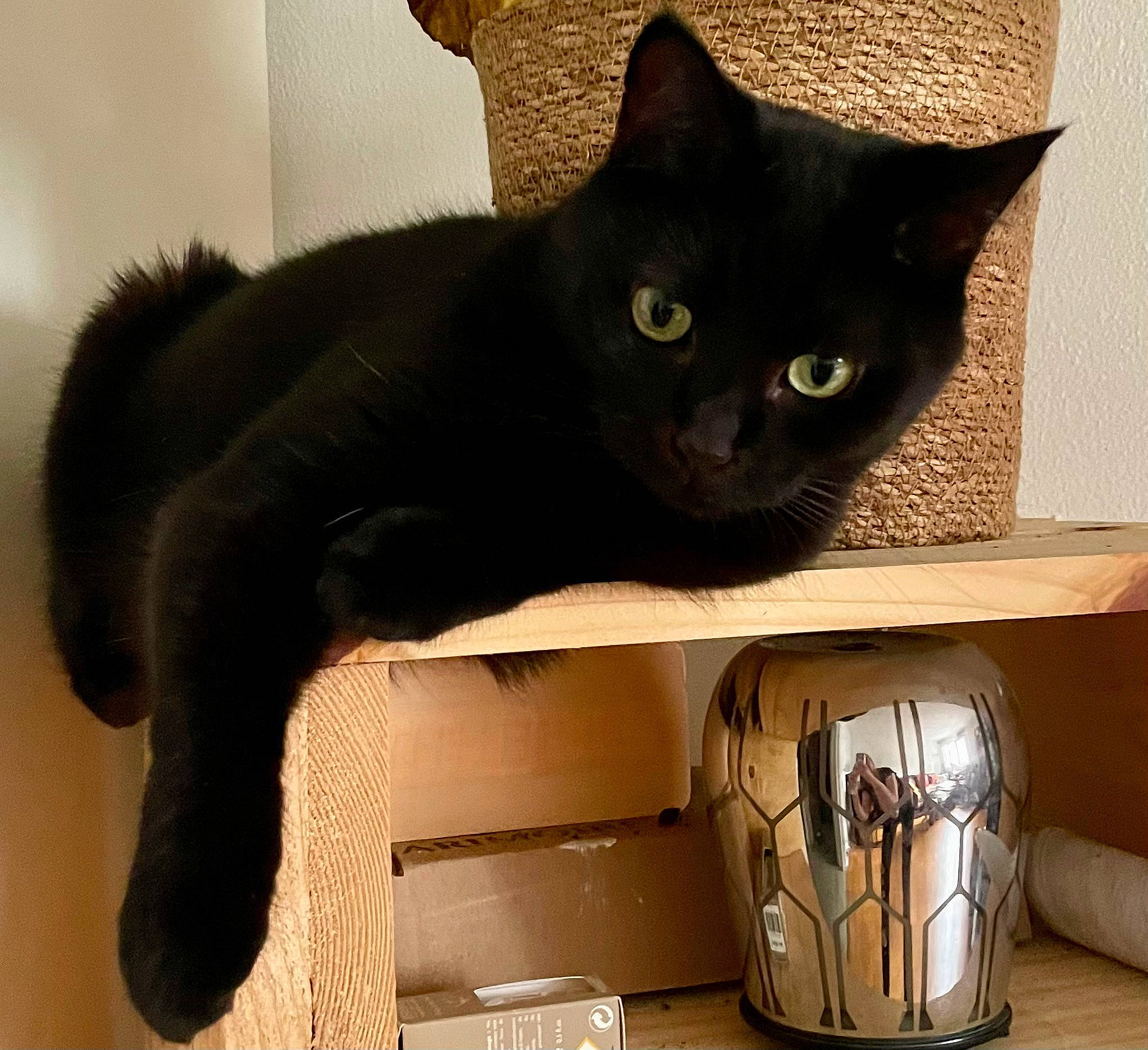 Paco participe au concours pour gagner de l'argent avec cette photo : black_cat, carnivore, cat, cat_supply, comfort, cup, dishware, domestic_short_haired_cat, drinkware, felidae, fur, mug, pet_supply, pottery, serveware, small_to_medium_sized_cats, snout, tableware, tail, whiskers