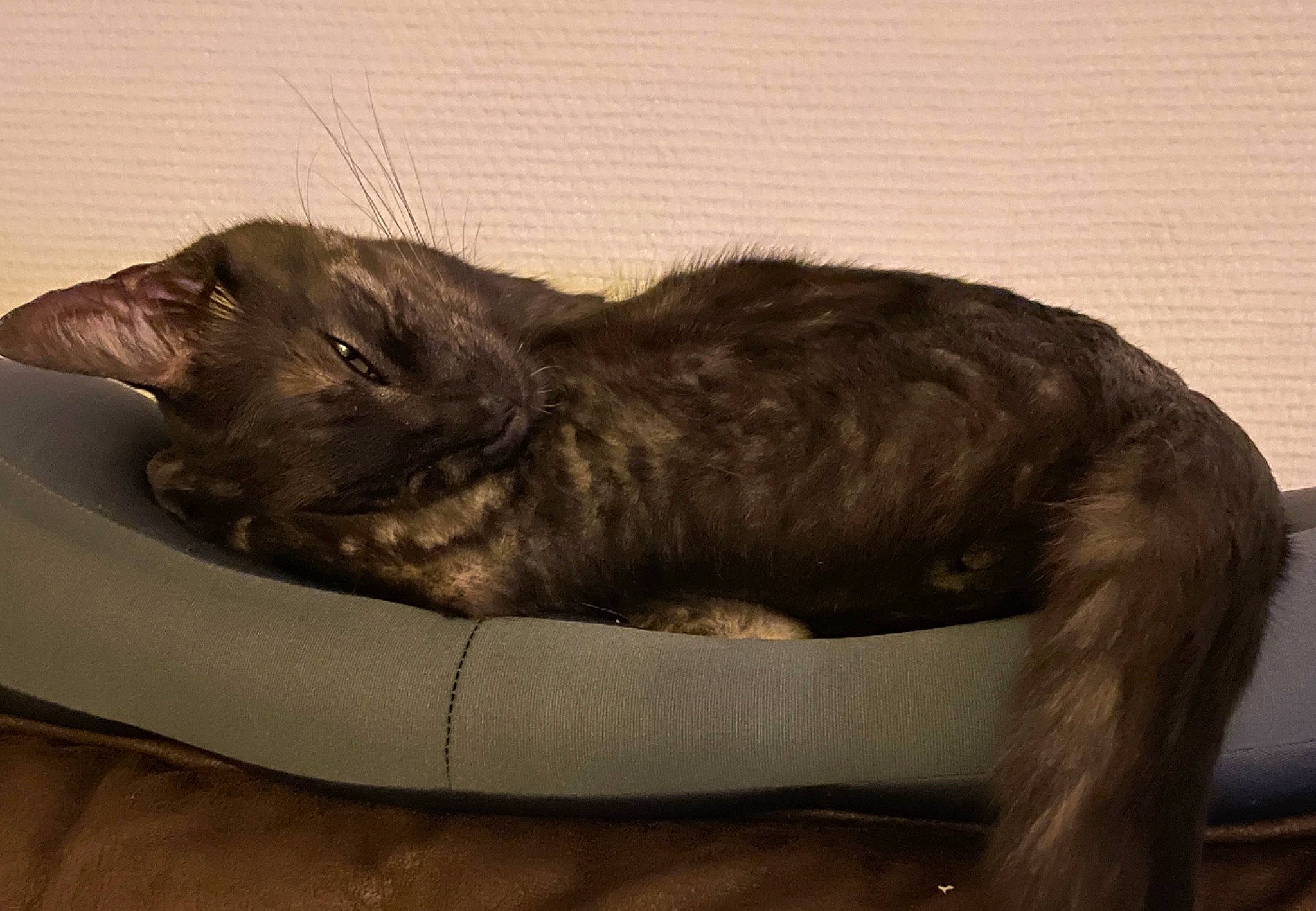 Smoki participe au concours pour gagner de l'argent avec cette photo : black_cat, carnivore, cat, cat_bed, cat_supply, claw, comfort, dog_breed, domestic_short_haired_cat, fawn, felidae, fur, liver, nap, small_to_medium_sized_cats, snout, sporting_group, tail, terrestrial_animal, whiskers