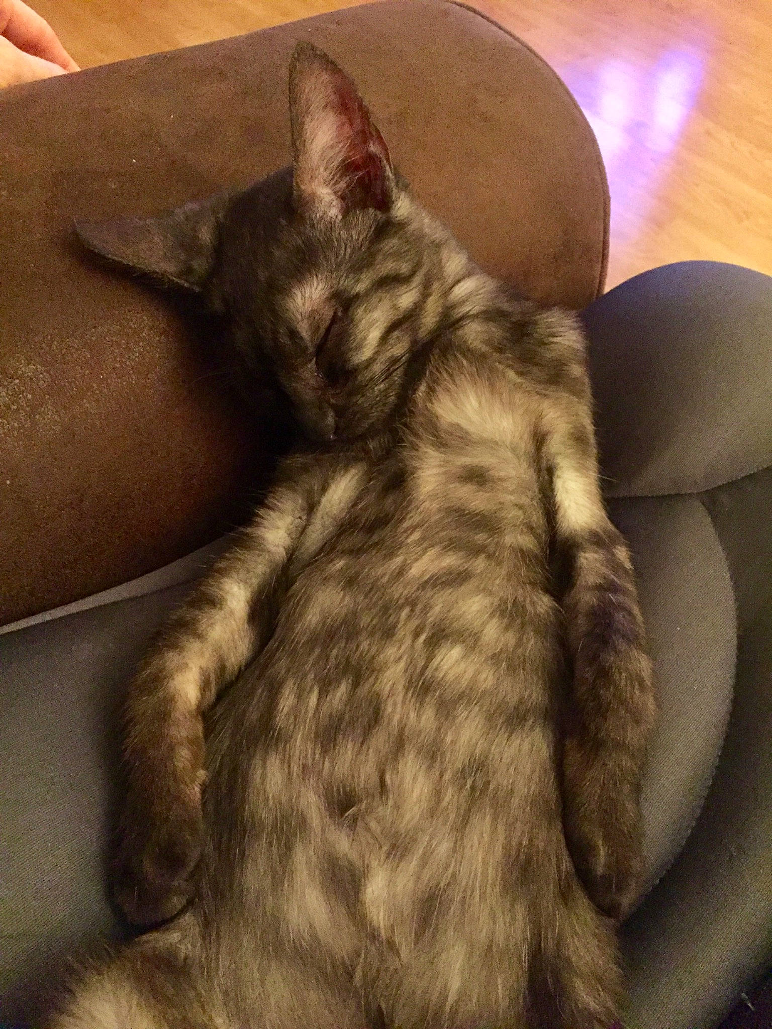 Smoki a rejoint le concours — aidez-le/la à gagner de superbes lots ! black_cat, carnivore, cat, claw, comfort, domestic_short_haired_cat, ear, felidae, fur, grey, paw, small_to_medium_sized_cats, tail, whiskers