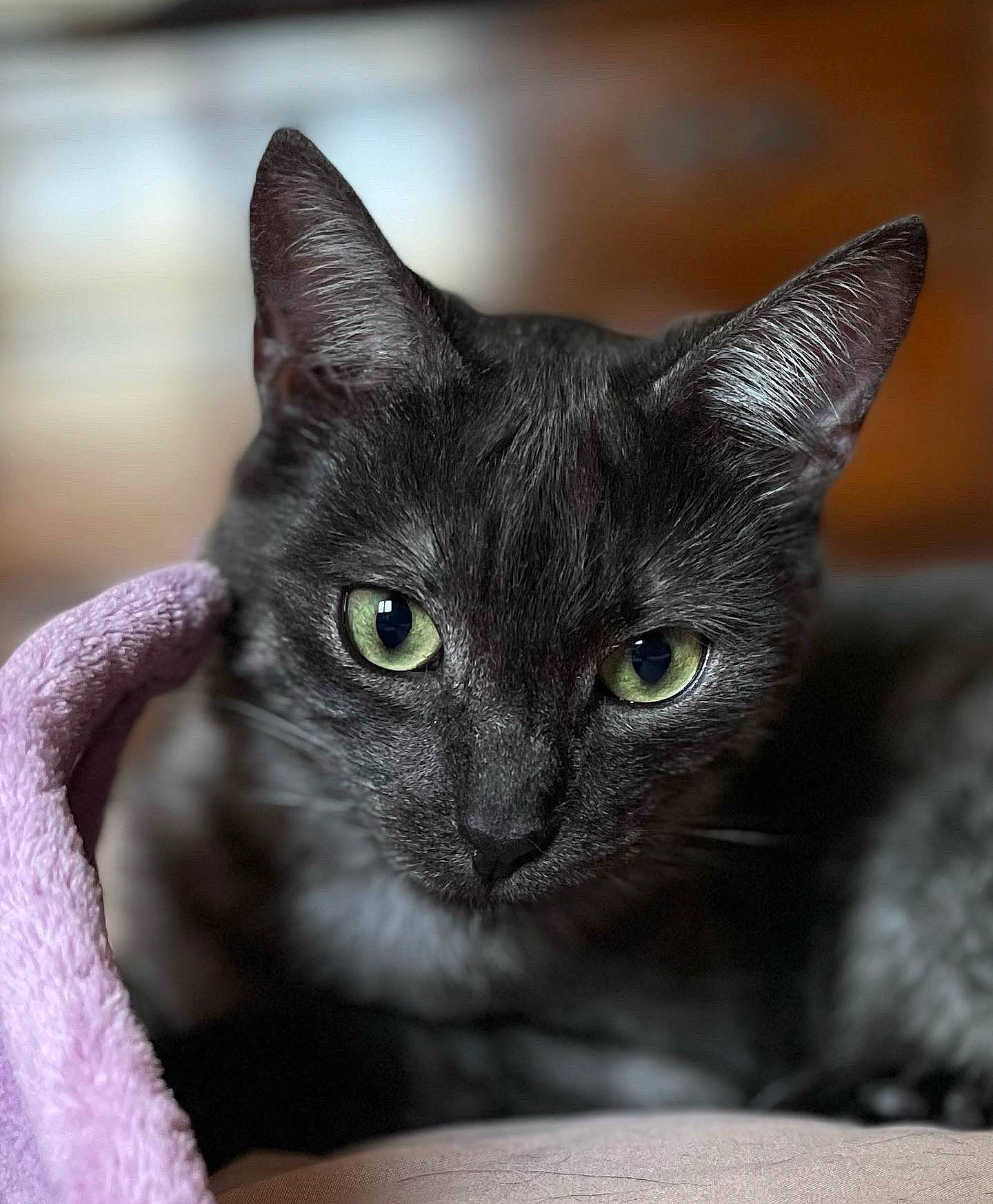 Smoki a rejoint le concours — aidez-le/la à gagner de superbes lots ! carnivore, cat, close_up, domestic_short_haired_cat, felidae, fur, small_to_medium_sized_cats, snout, terrestrial_animal, whiskers