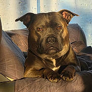 Tyson a rejoint le concours — aidez-le/la à gagner de superbes lots ! animal, brown_fur, canine, comfort, couch, curtain, dog, ears, expression, face, home, indoor, lounge, paws, pet, portrait, quilted_cover, relaxed, sunlight, window