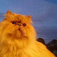 Adele is registered to the contest to win money with this photo: cat, persian_cat, fluffy, golden, pet, animal, indoors, window, sky, twilight, feline, face, fur, whiskers, ears, closeup, portrait, domestic_animal, cute, majestic