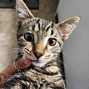 Roman joined the competition — help win amazing prizes! cat, tabby, pet, animal, closeup, face, whiskers, fur, ears, eyes, curious, hand, ring, tattoo, indoor, portrait, muzzle, domestic_cat, looking, young