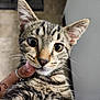 cat, tabby, pet, animal, closeup, face, whiskers, fur, ears, eyes, curious, hand, ring, tattoo, indoor, portrait, muzzle, domestic_cat, looking, young