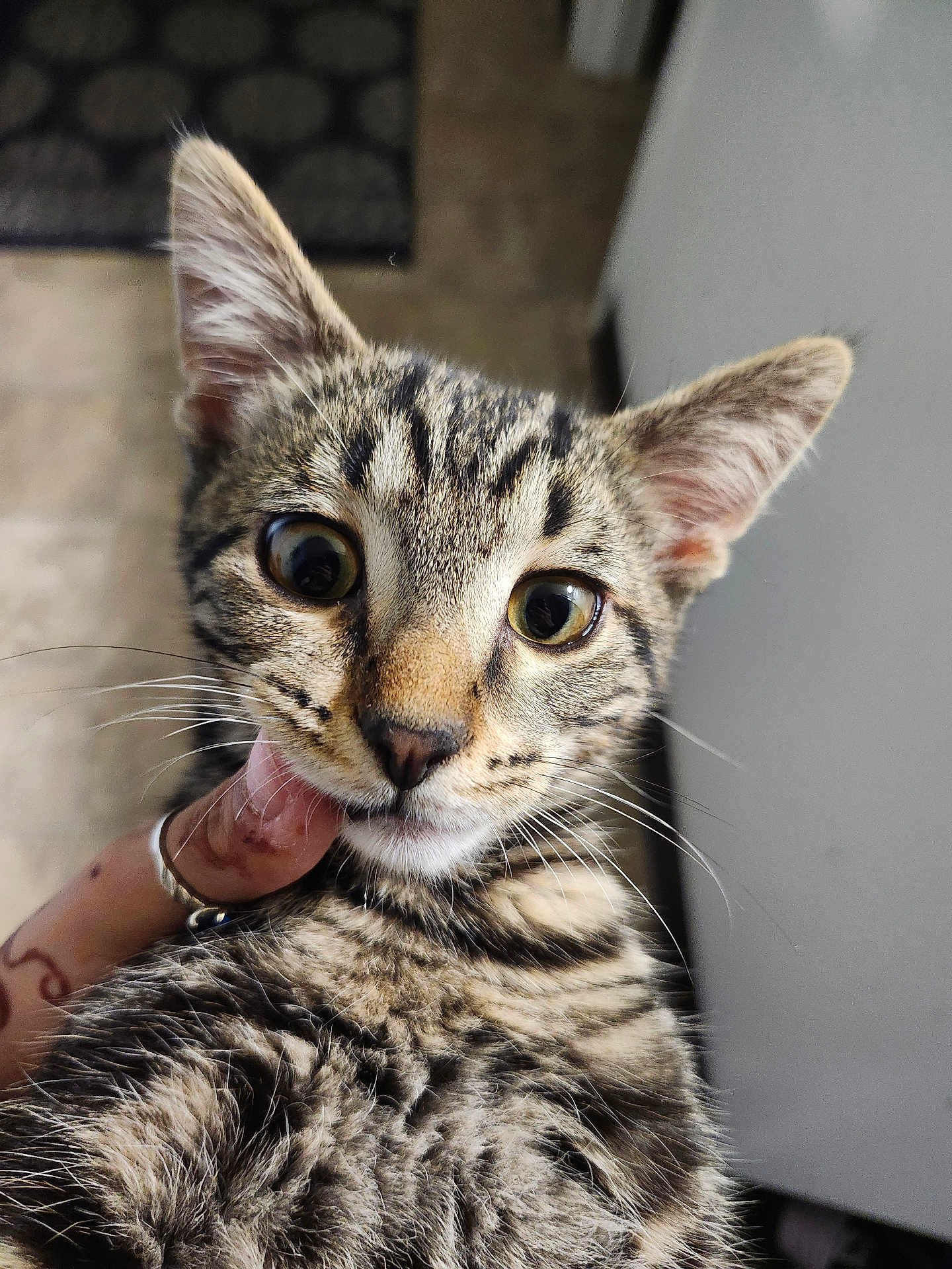 Roman joined the competition — help win amazing prizes! cat, tabby, pet, animal, closeup, face, whiskers, fur, ears, eyes, curious, hand, ring, tattoo, indoor, portrait, muzzle, domestic_cat, looking, young