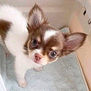Halo joined the competition — help win amazing prizes! puppy, dog, chihuahua, small_dog, cute, fur, ears, eyes, nose, pet, animal, indoor, towel, soft, looking_up, young, adorable, close_up, brown_and_white, domestic_animal