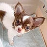 puppy, dog, chihuahua, small_dog, cute, fur, ears, eyes, nose, pet, animal, indoor, towel, soft, looking_up, young, adorable, close_up, brown_and_white, domestic_animal