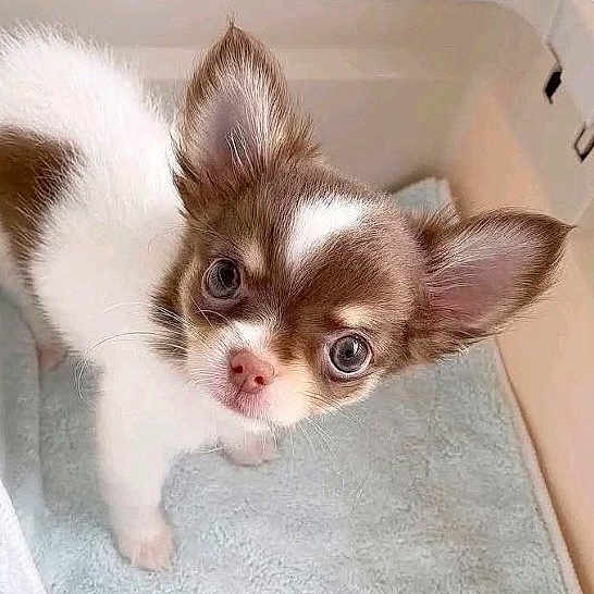 Halo