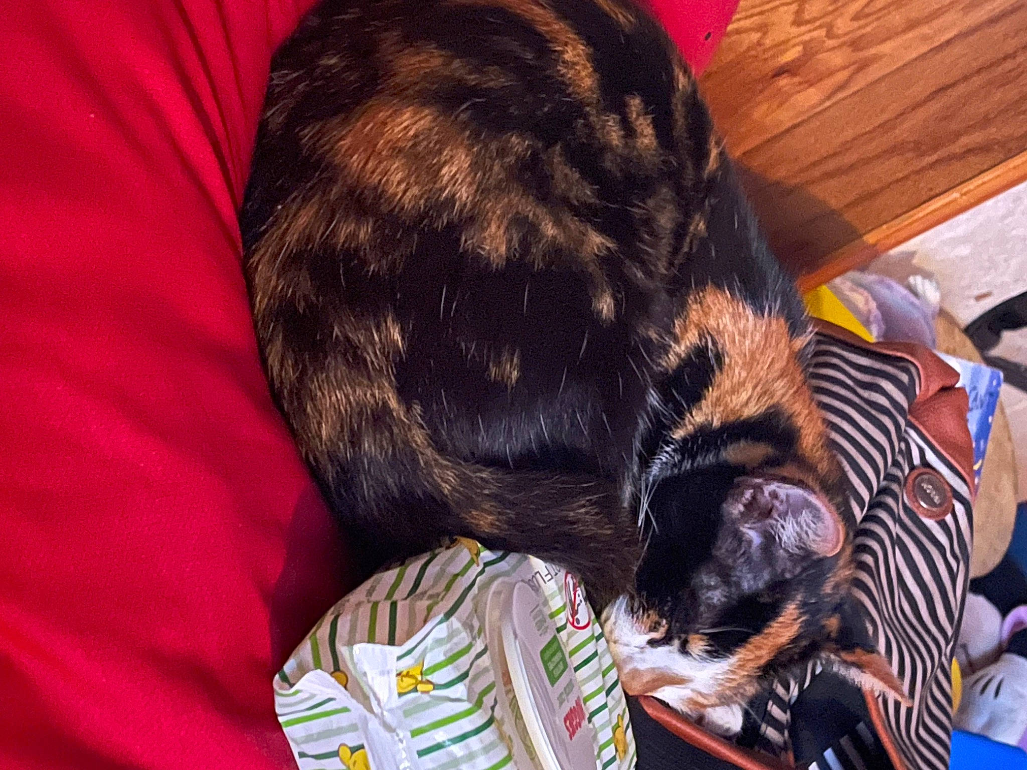 Amy joined the competition — help win amazing prizes! canidae, carnivore, cat, claw, comfort, companion_dog, dog_breed, domestic_short_haired_cat, ear, felidae, fur, nap, small_to_medium_sized_cats, snout, sporting_group, tail, terrestrial_animal, whiskers