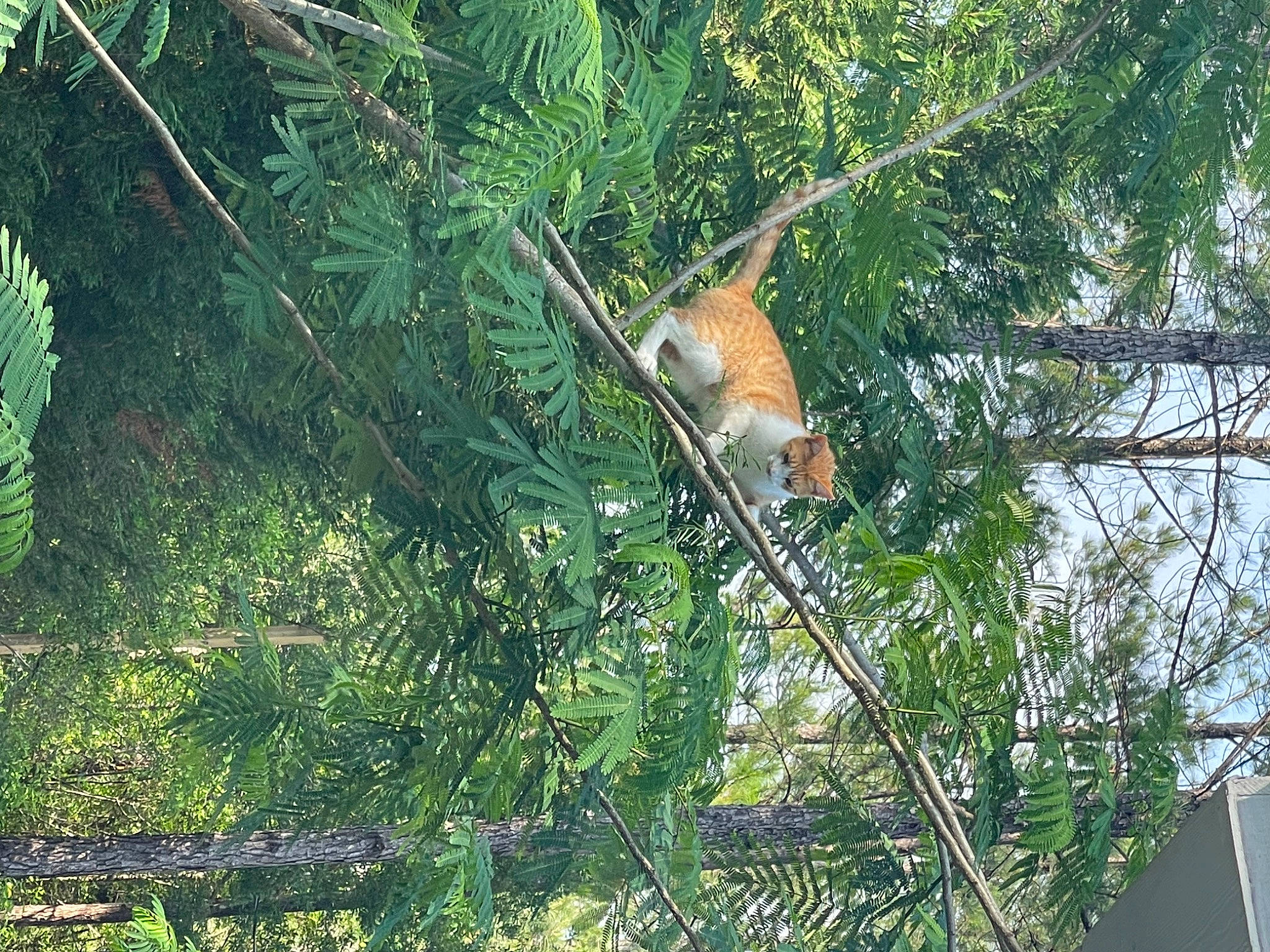 Mufasa is registered to the contest to win money with this photo: branch, deer, evergreen, fawn, forest, grass, jungle, marsupial, organism, plant, red_panda, tail, temperate_broadleaf_and_mixed_forest, terrestrial_animal, terrestrial_plant, tree, trunk, twig, wildlife, wood