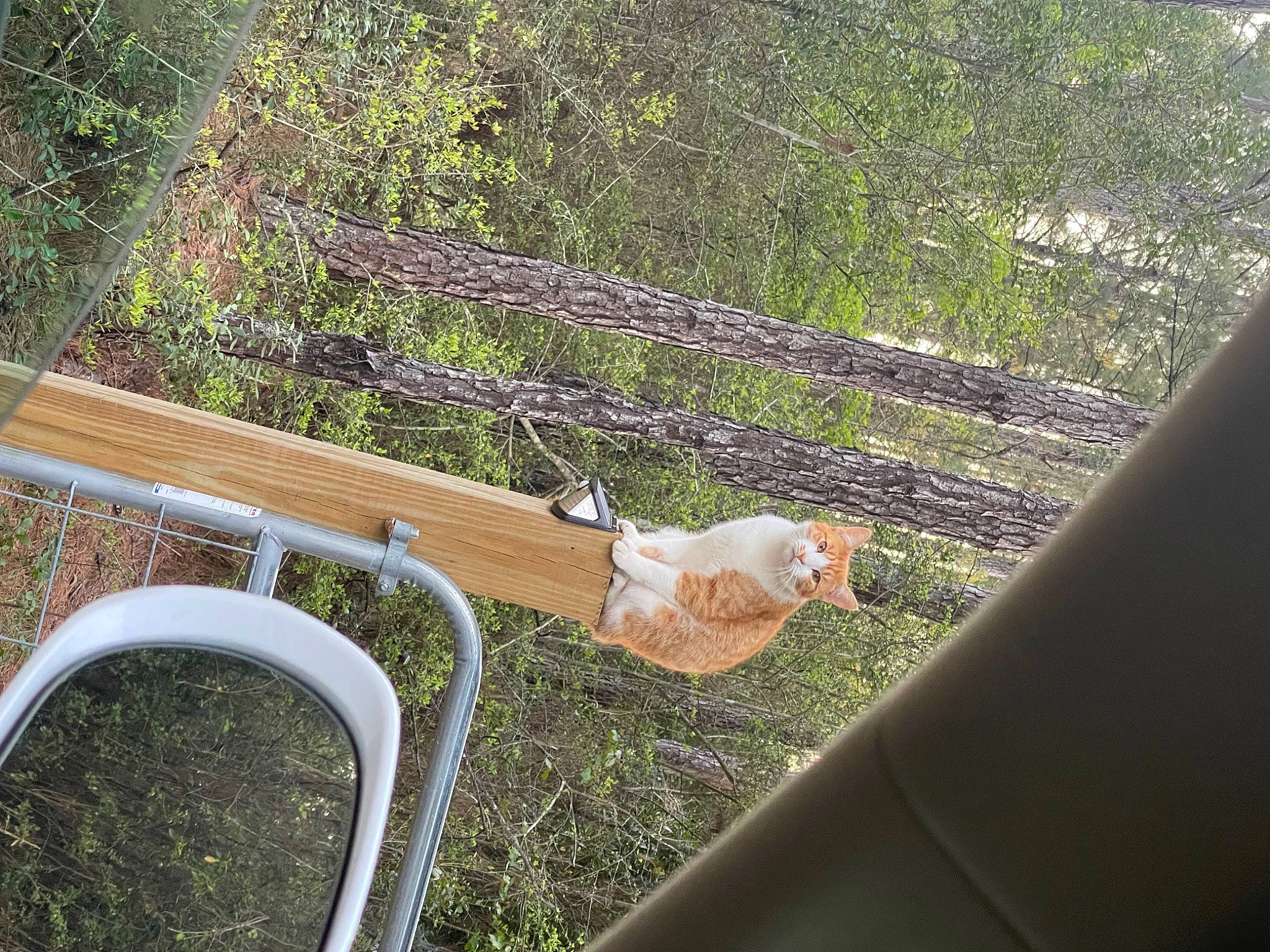 Mufasa is registered to the contest to win money with this photo: automotive_exterior, boats_and_boating_equipment_and_supplies, botany, glass, grass, guard_rail, landscape, leisure, motor_vehicle, plant, recreation, roof, shade, shrub, sporting_group, tail, vegetation, windshield, wood, woody_plant