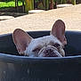 Rocco is registered to the contest to win money with this photo: animal, black_container, canine, closeup, concrete, container, curious, daylight, dog, ears, face, funny, greenery, head, nature, outdoor, peeking, pet, plants, sunlight