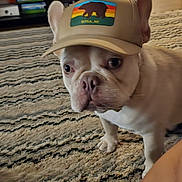 Rocco joined the competition — help win amazing prizes! dog, french_bulldog, hat, cap, indoor, carpet, white_dog, pet, animal, floor, furniture, suitcase, home, curious, standing, ears, closeup, portrait, domestic, canine