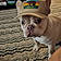 Rocco