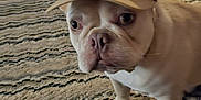 Rocco joined the competition — help win amazing prizes! animal, canine, cap, carpet, closeup, curious, dog, domestic, ears, floor, french_bulldog, furniture, hat, home, indoor, pet, portrait, standing, suitcase, white_dog