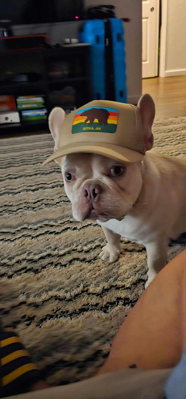 Rocco