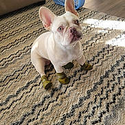 Rocco joined the competition — help win amazing prizes! alert, animal, booties, canine, carpet, companion, cute, dog, domestic, ears_up, fan, floor, french_bulldog, furniture, household, indoor, living_room, pet, rug, sitting