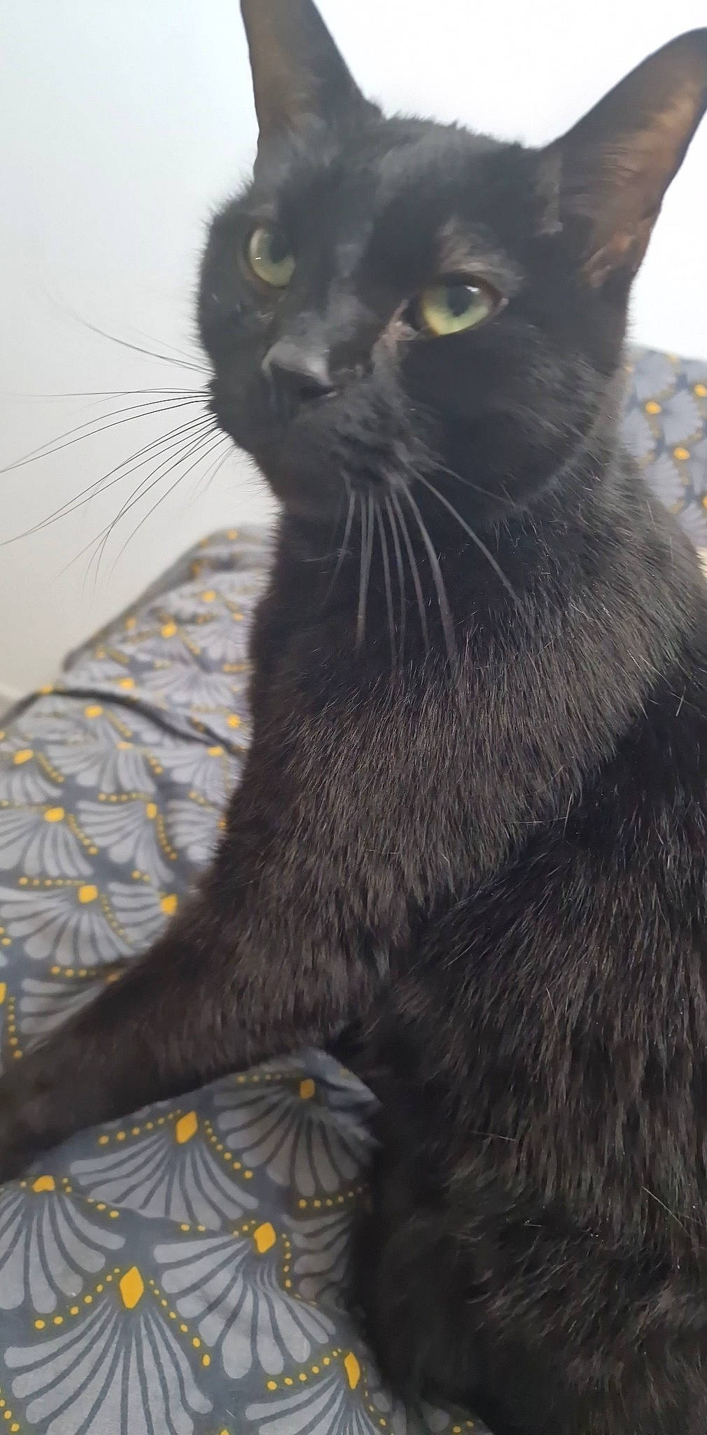 Coca participe au concours pour gagner de l'argent avec cette photo : black_cat, carnivore, cat, claw, domestic_short_haired_cat, felidae, fur, grey, havana_brown, korat, small_to_medium_sized_cats, snout, tail, terrestrial_animal, whiskers, window