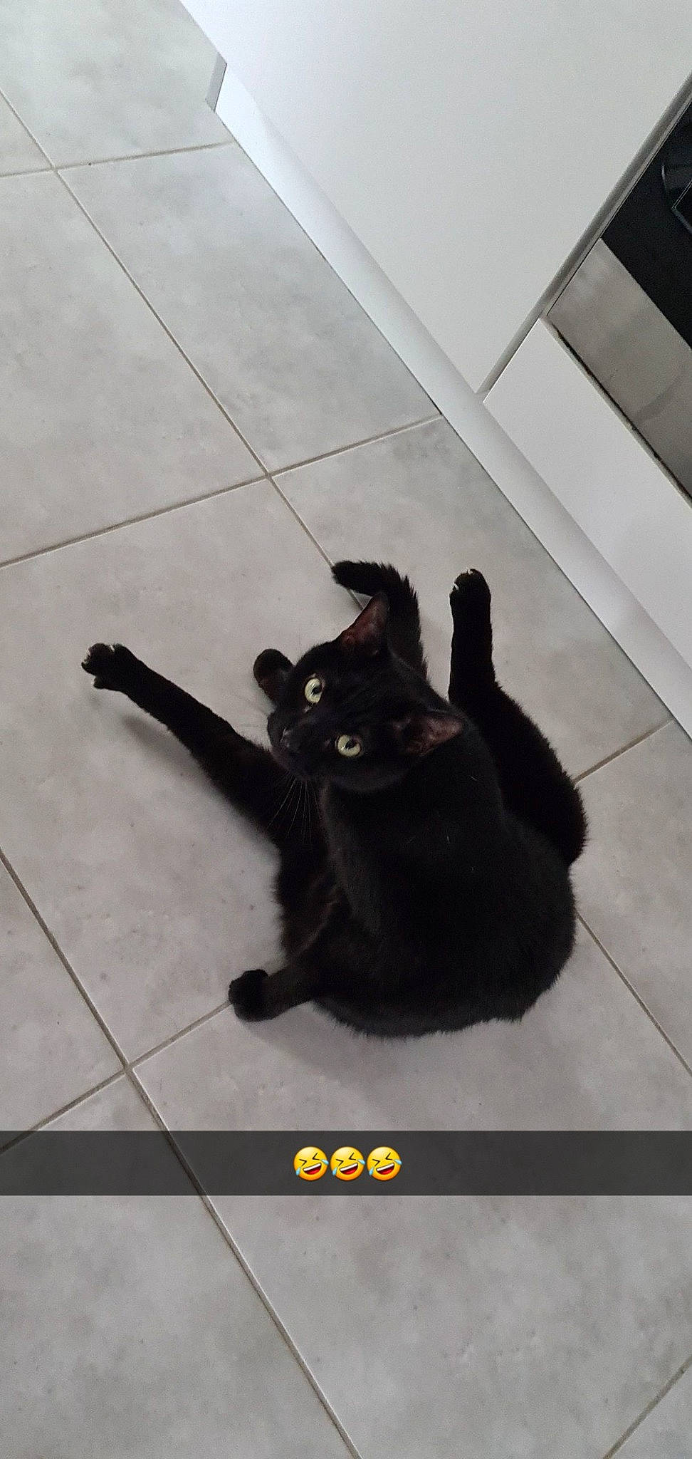 Coca a rejoint le concours — aidez-le/la à gagner de superbes lots ! black_cat, bombay, carnivore, cat, claw, domestic_short_haired_cat, felidae, floor, flooring, fur, gesture, hardwood, line, shadow, small_to_medium_sized_cats, snout, tail, terrestrial_animal, whiskers, wood