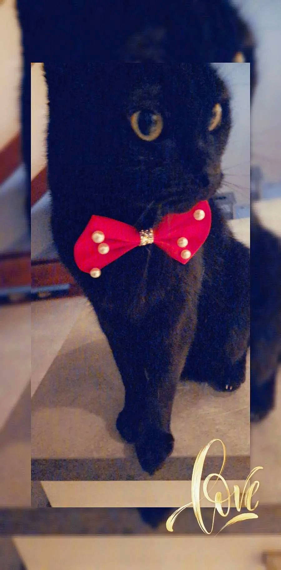 Coca participe au concours pour gagner de l'argent avec cette photo : black_cat, bombay, bow_tie, carmine, carnivore, cat, collar, domestic_short_haired_cat, electric_blue, fashion_accessory, felidae, fur, headgear, pattern, sleeve, small_to_medium_sized_cats, snout, stuffed_toy, tail, whiskers